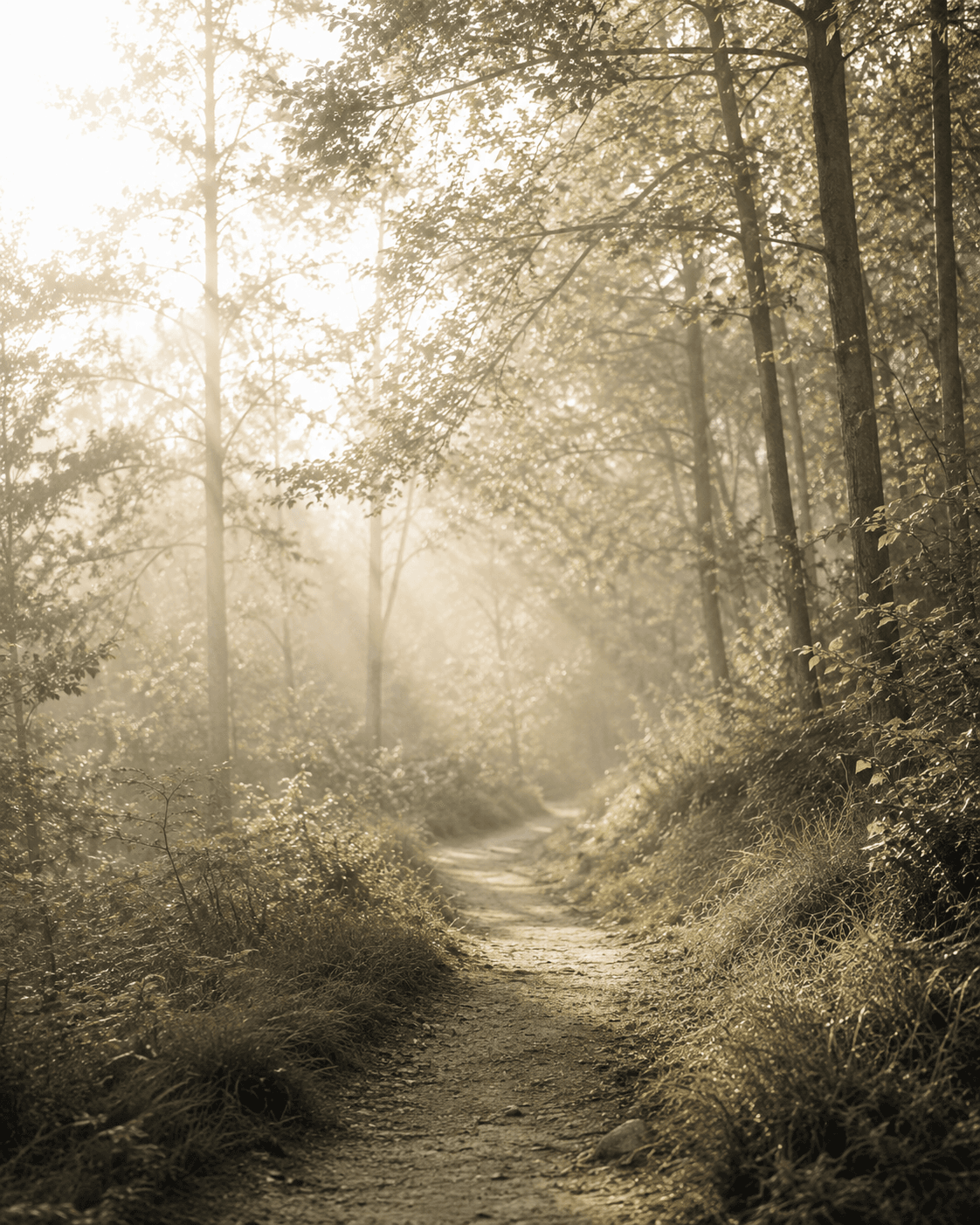 Schmaler Pfad, der durch einen lichten Wald führt