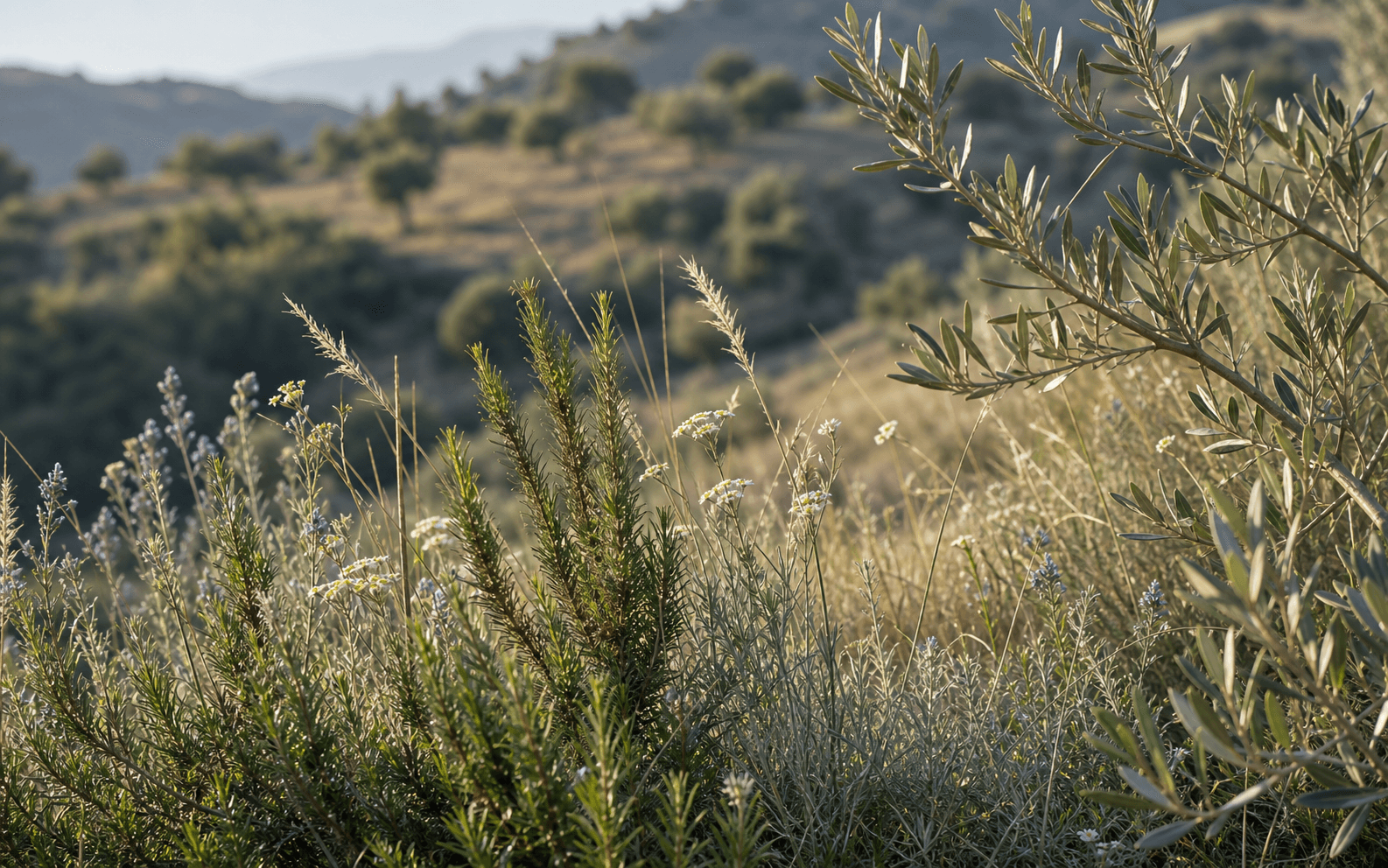 Mediterrane Wildgräser, Rosmarin und Olivenzweige im warmen Abendlicht